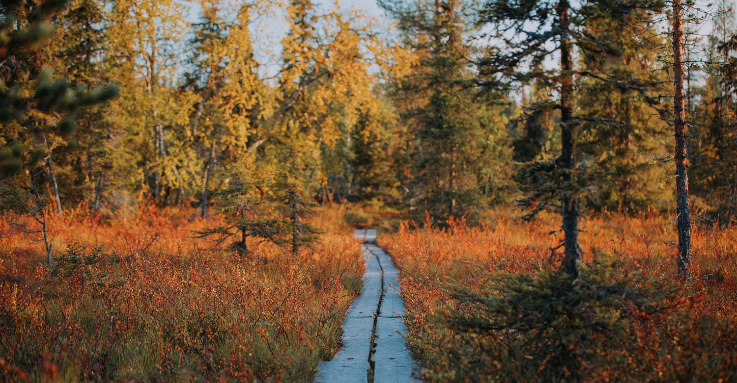 Kapea puupolku kulkee metsän halki, jossa on syksyisiä lehtiä ja oranssin, keltaisen ja vihreän sävyisiä puita.