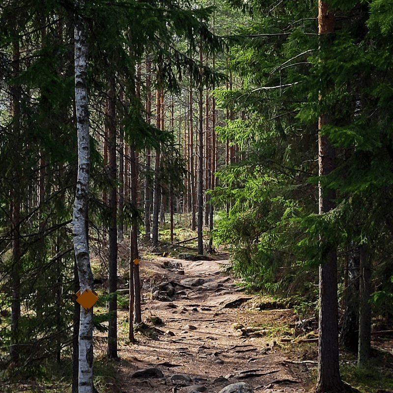 Tiheän metsän läpi kulkeva hiekkapolku, jossa on keltaisia polkumerkkejä puiden rungoissa ja auringonvalo suodattuu puiden läpi.