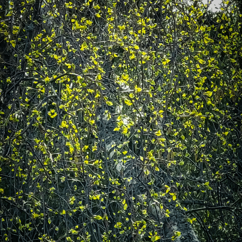 Puun runkoa peittävät osittain oksat, joissa on pieniä, kirkkaan kellanvihreitä lehtiä tai kukkia.