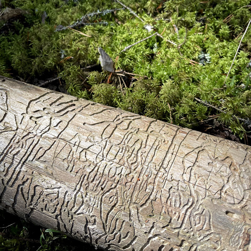 Repoveden kansallipuisto puu Vanlifefinland