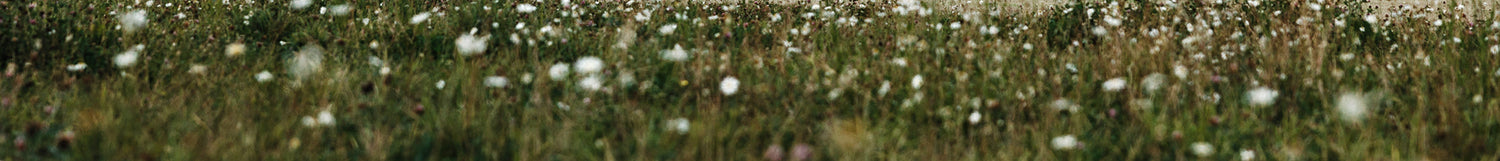 Vihreän ruohon ja luonnonkukkien kenttä, jossa on paljon valkoisia kukkia, kuvattu matalalla syväterävyydellä.