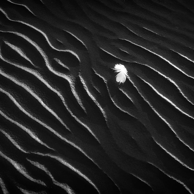 Yksittäinen valkoinen höyhen lepää tummalla aaltoilevalla hiekalla, mikä luo kontrastia pinnan kuvioihin.